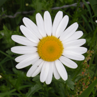 Wildflower Oxeye Daisy